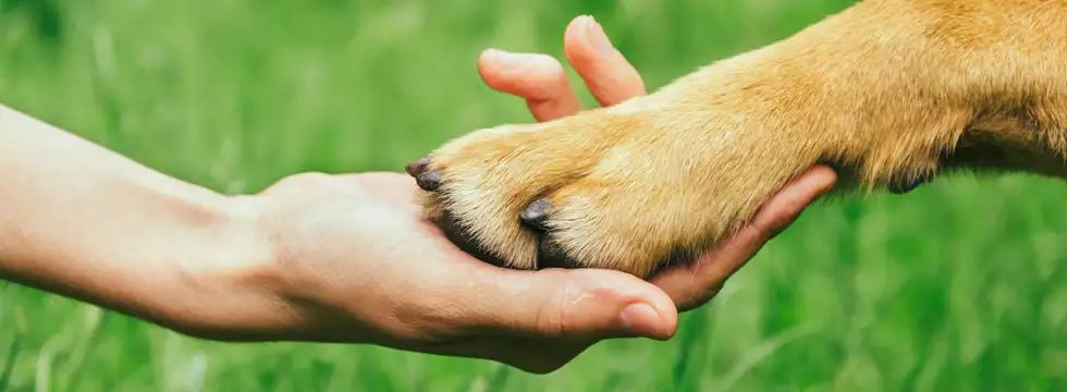 Hund legt Pfote in die Hand des Menschen